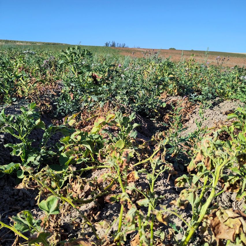 Ein Feld mit Pflanzen, von denen einige Anzeichen von Welken und Verbräunung zeigen, möglicherweise aufgrund von Dürre oder Krankheit.