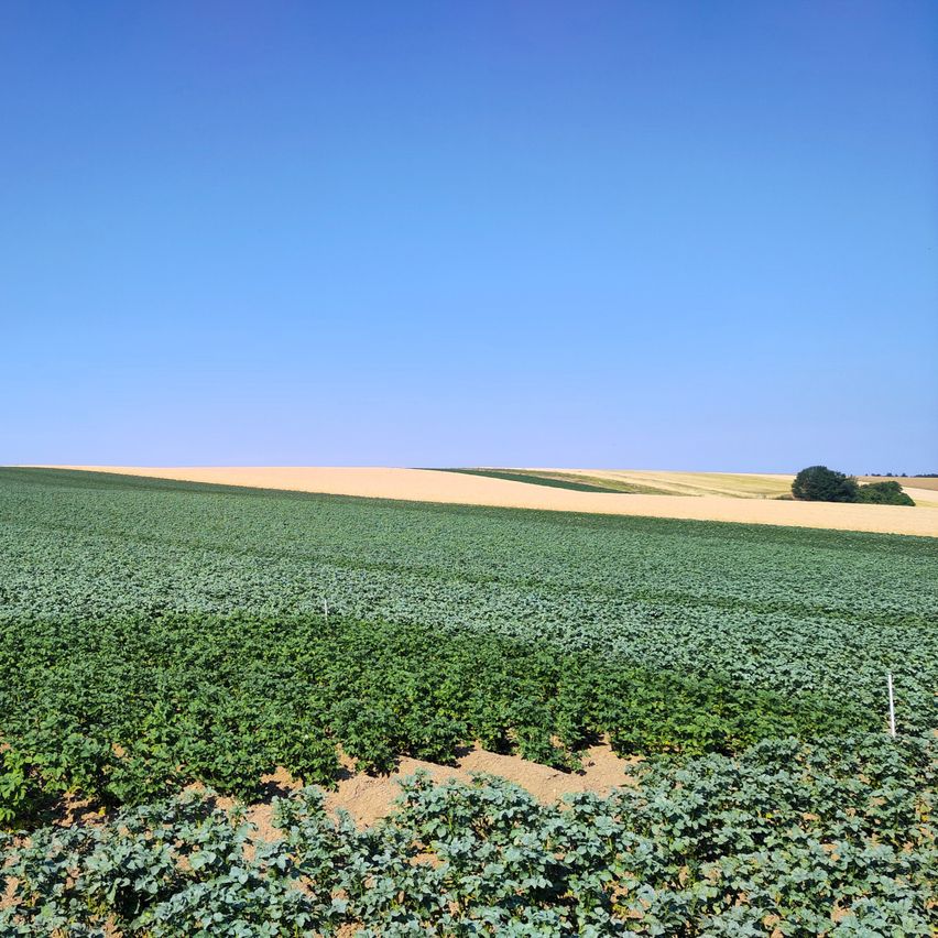 Ein weitläufiges grünes Feld unter einem klaren blauen Himmel mit einem kleinen Baum in der Ferne.