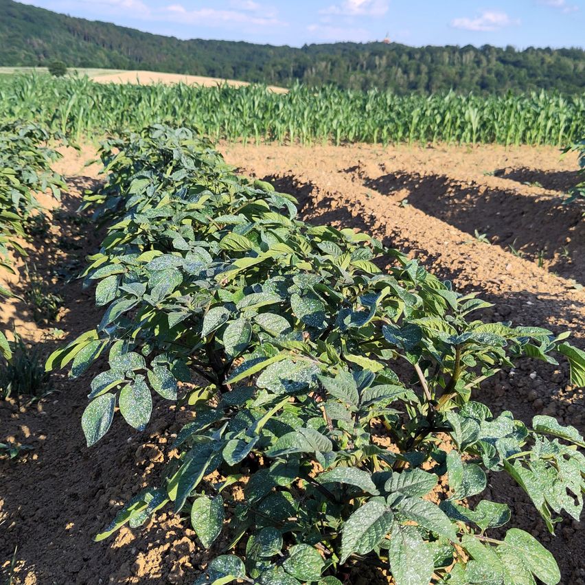 Ein Feld mit Reihen grüner Pflanzen. Der Boden ist braun und trocken. Die Pflanzen befinden sich in einer sonnigen, äußeren Umgebung. In der Ferne gibt es einen von Bäumen bedeckten Hügel.
