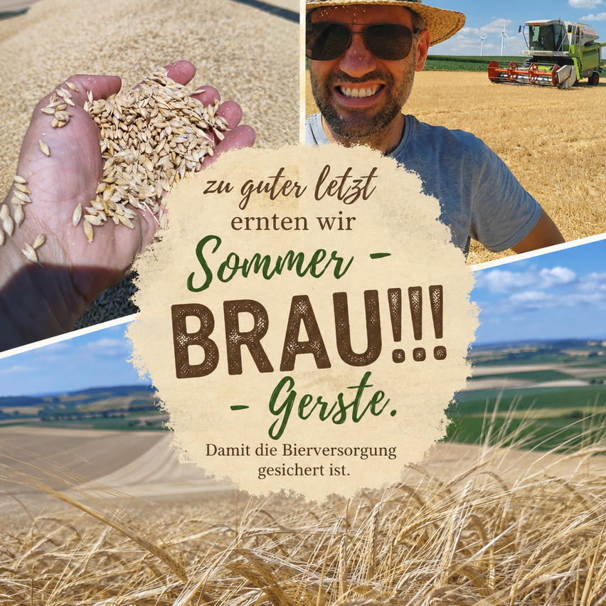 Braugerstenernte