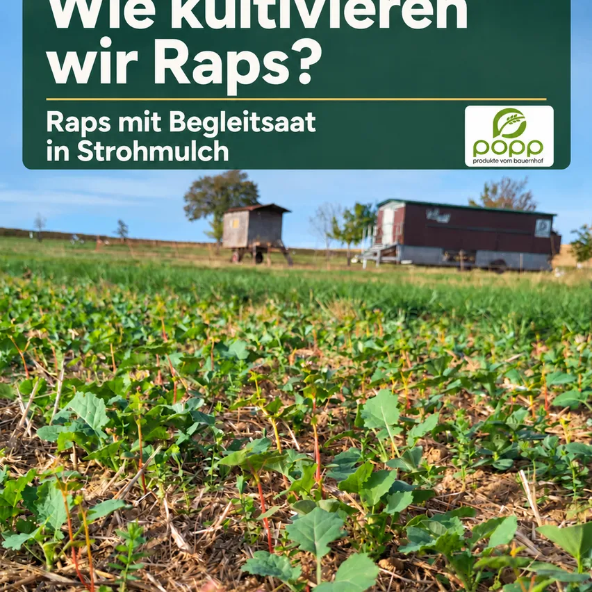 Ein Feld mit grünen Pflanzen und einem grünen Schild, das im Vordergrund 'Wie kultivieren wir Raps?' steht.