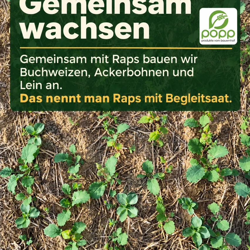 Ein Plakat mit grünem Text auf weißem Hintergrund. Der Text lautet 'Gemeinsam wachsen' mit einem Untertitel 'Gemeinsam mit Raps bauen wir Buchweizen, Ackerbohnen und Lein an.' Auf der rechten Seite des Plakats befindet sich ein Logo.