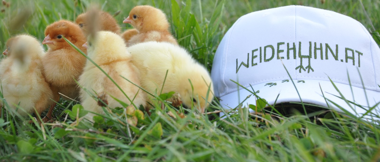 Bild enthält, Grass, Baseball Cap, Cap, Hat, Animal, Bird, Chicken, Outdoors, Rugby Ball, Vegetation