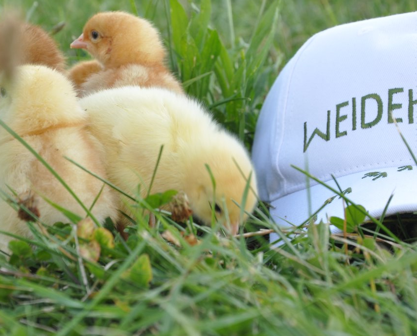 Bild enthält, Grass, Baseball Cap, Cap, Hat, Animal, Bird, Chicken, Outdoors, Rugby Ball, Vegetation