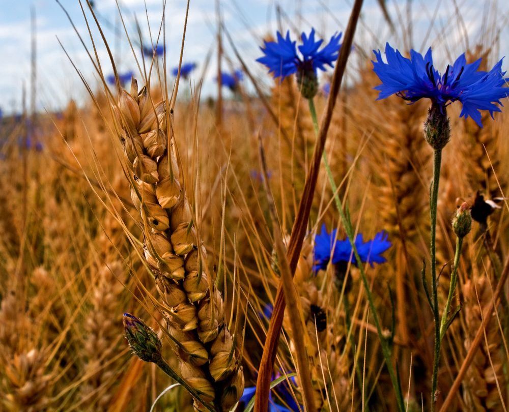 A close-up view of a golden wheat plant with blue cornflowers in a field under a blue sky.