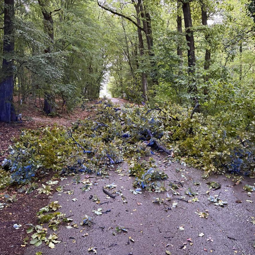 Ein Waldweg ist mit gefallenen Blättern und Ästen übersät, was auf einen kürzlichen Sturm hindeutet. Der Weg ist von hohen Bäumen umgeben.