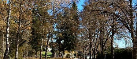 A park filled with trees and dried leaves on the ground under a clear blue sky.