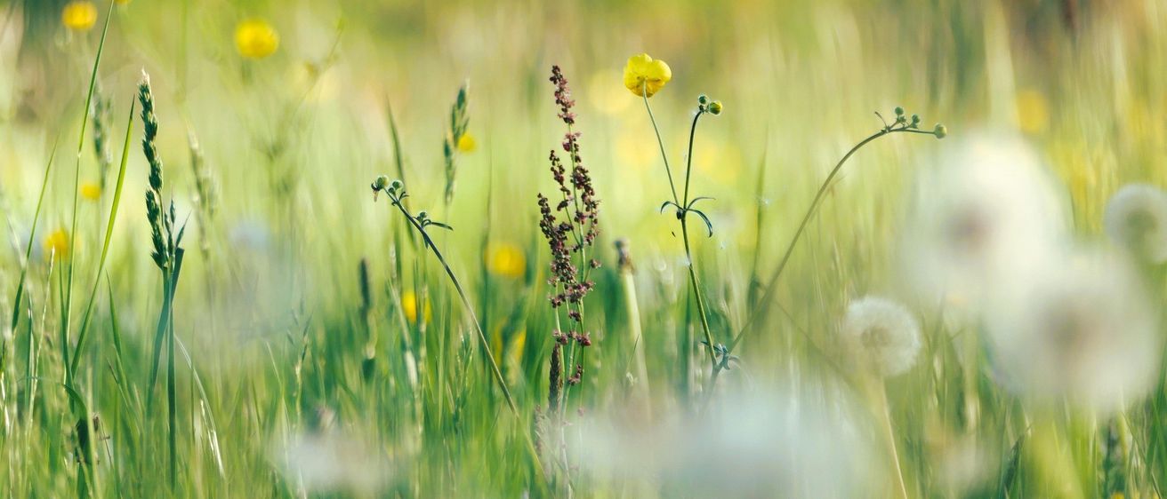 Ein Nahaufnahme von einer Wiese voller hoher Gräser und verschiedener Wildblumen, einschließlich gelber und weißer Blumen. Der Hintergrund ist leicht verschwommen.