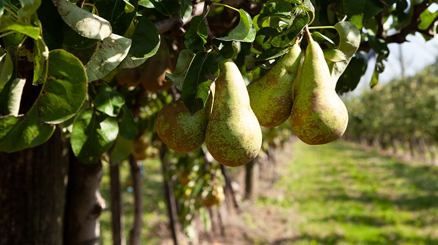 v1_migrated_image_24077766