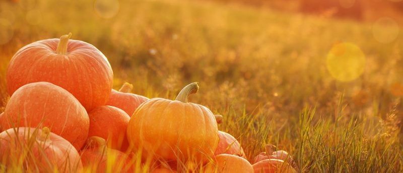 Ein Feld von goldenen Kürbissen unter einem untergehenden Sonnenschein mit einem unscharfen Hintergrund.