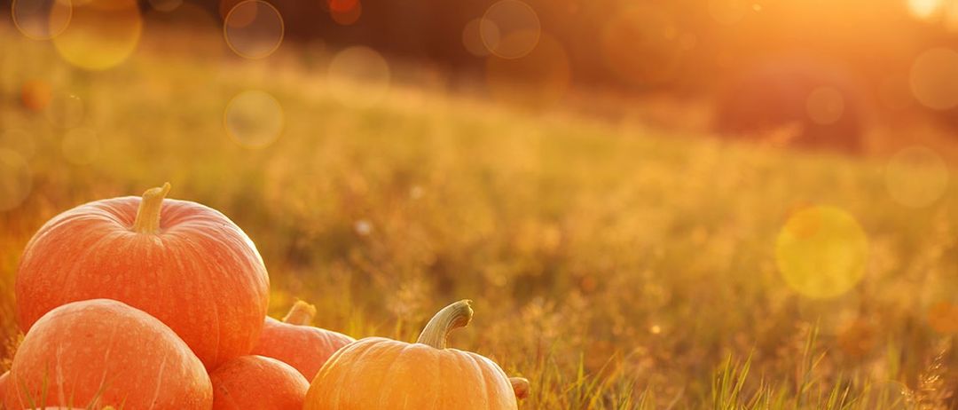Kürbisernte auf einem Feld, mit der untergehenden Sonne im Hintergrund, die einen warmen, goldenen Schimmer über die Kürbisse wirft.