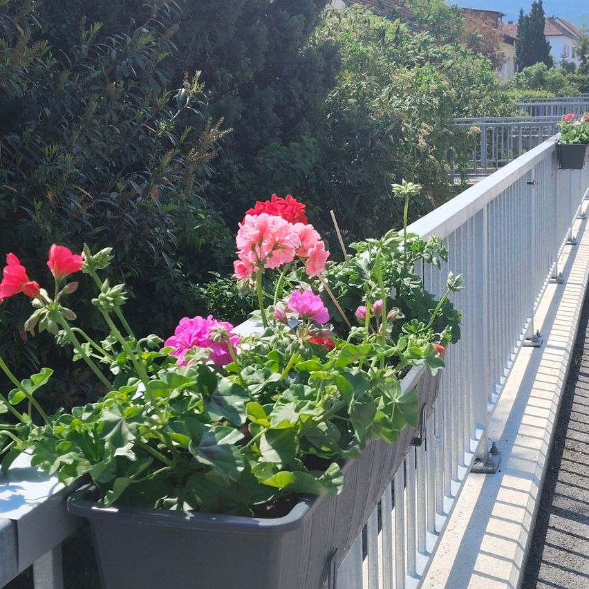 Ein Balkon mit Topfpflanzen, darunter rote und pinke Blumen, an einem Metallgeländer. In der Ferne befinden sich Häuser und Grünflächen.