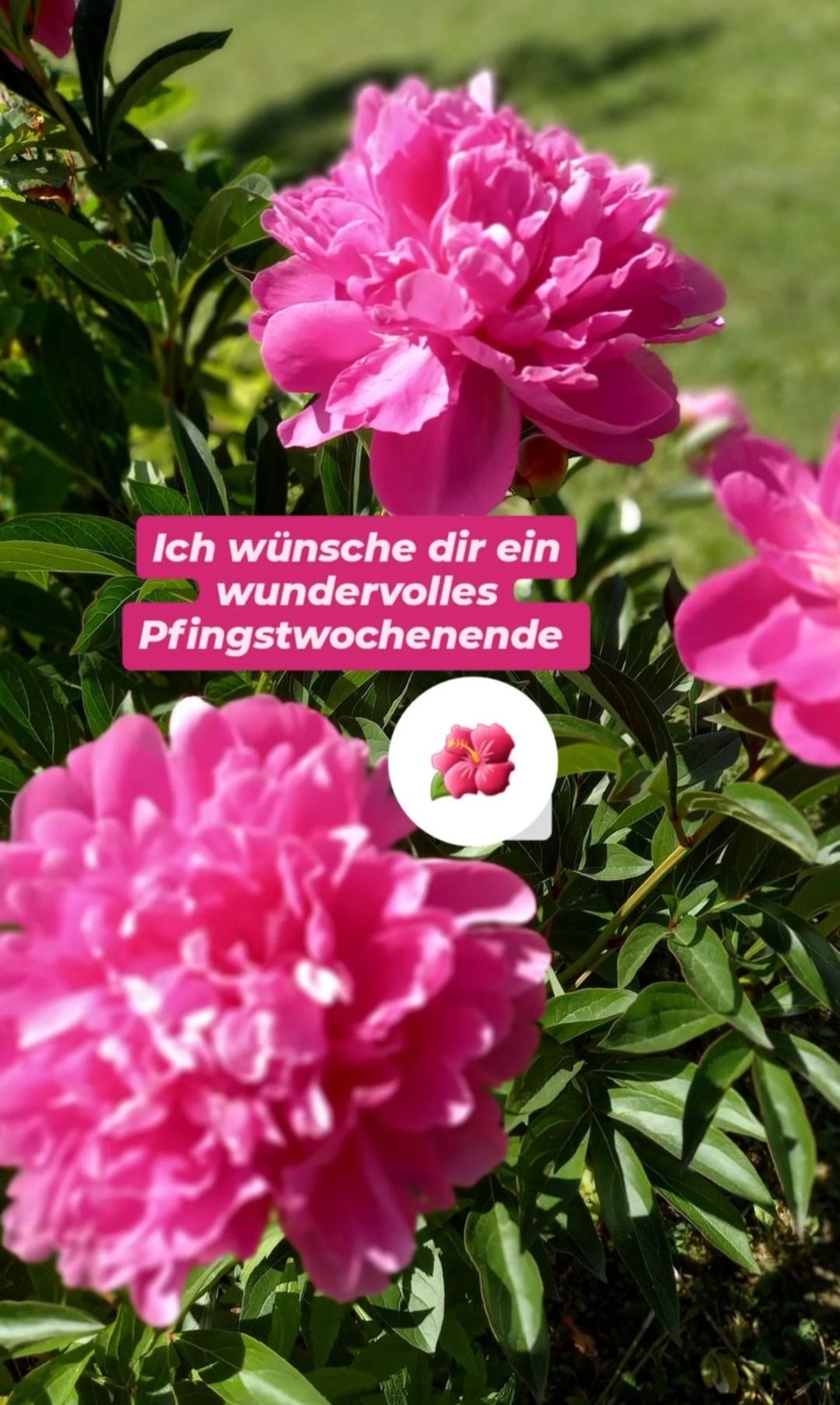 Ein Nahaufnahme von rosa Blumen in einem Garten. Der Text lautet 'Ich wünsche dir ein wundervolles Pfingstwochenende.' Ein kleines Symbol einer rosa Blume ist enthalten.