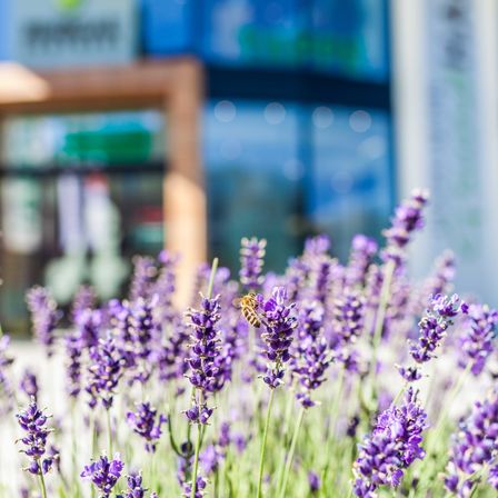 Bild enthält, Flower, Plant, Lupin, Lavender, Purple, Honey Bee, Insect, Invertebrate