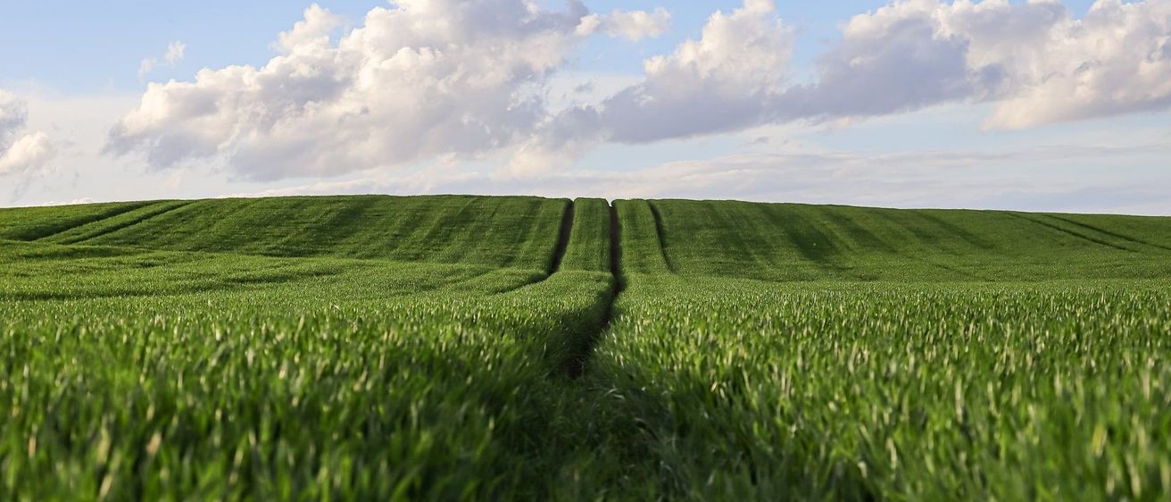 Ein weites grünes Feld mit Reihen von Pflanzen unter einem blauen Himmel mit verstreuten Wolken.