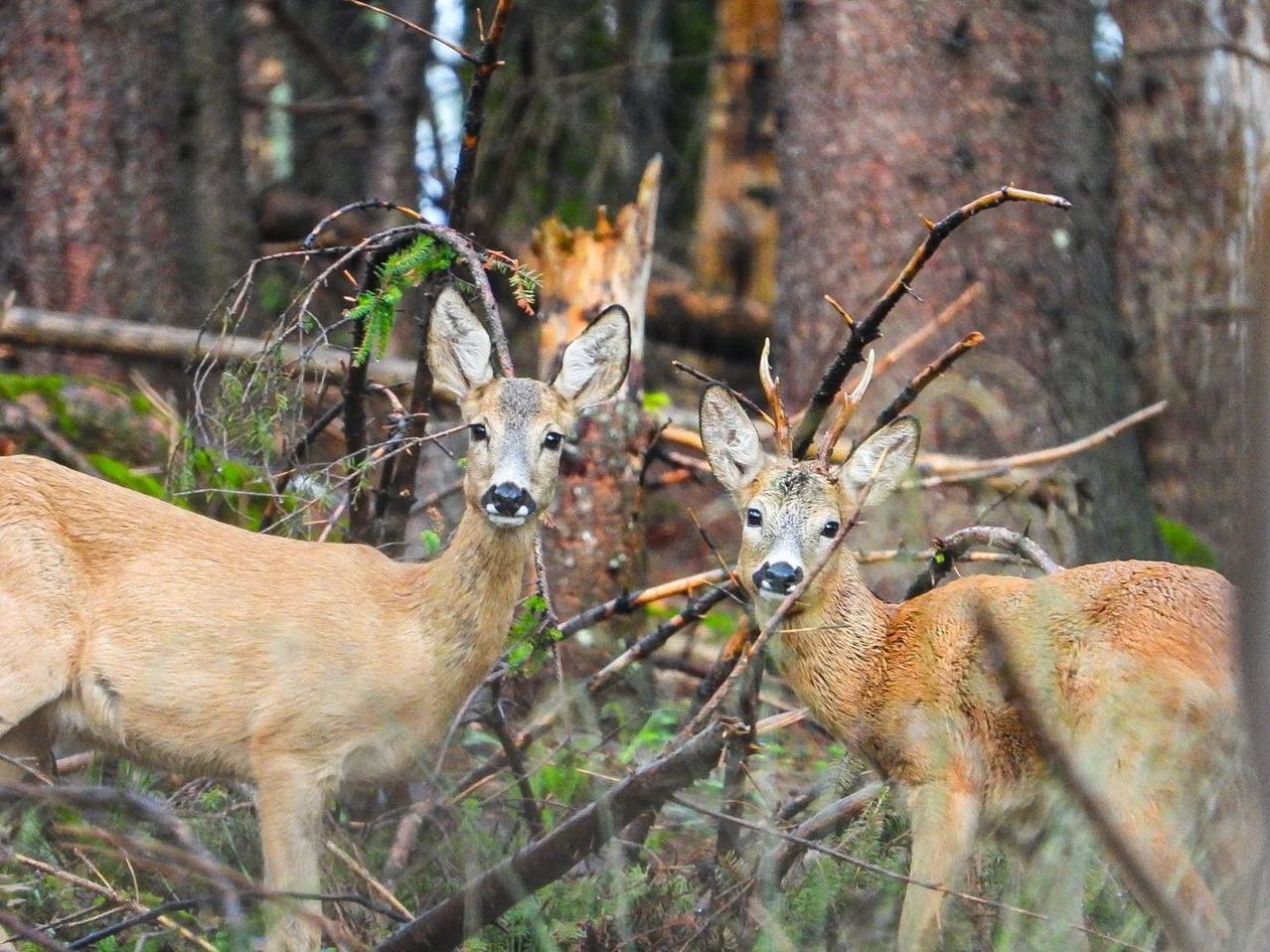Zwei Rehe, ein größeres mit Geweih und ein kleineres ohne, stehen in einem Wald mit umgestürzten Ästen und grünem Laub.