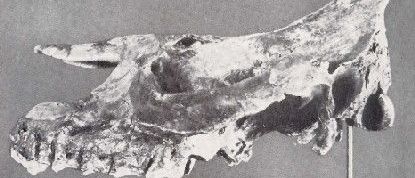 Ein Schwarz-Weiß-Foto zeigt einen fossilisierten Tierschädel zur Ausstellung. Der Schädel steht auf einem Ständer und weist markante Hörner und einen großen Kiefer auf.