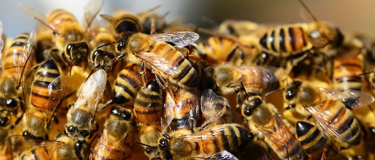 Bild enthält, Animal, Bee, Honey Bee, Insect, Invertebrate, Apidae, Wasp, Bumblebee