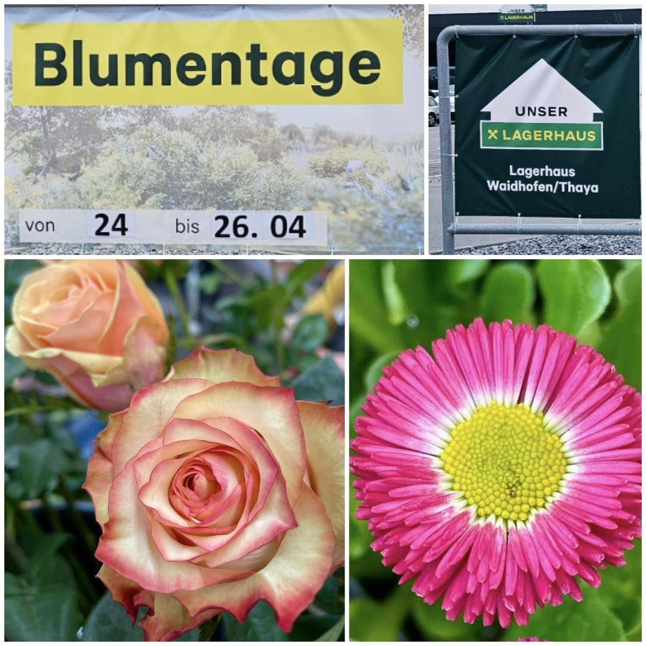 Eine Collage aus drei Bildern, die ein Schild für Blumentage, Rosen und eine rosa Blume zeigt.