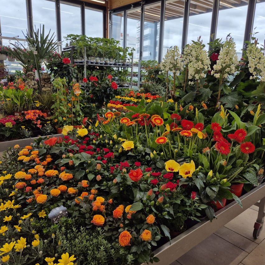 Eine Vielzahl von Blumen, darunter rote, gelbe und orangefarbene Gänseblümchen, wird in einem Gewächshaus ausgestellt.