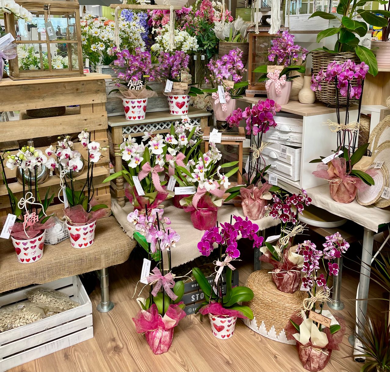 Ein Blumenladen voller verschiedener Blumenarrangements, einschließlich Orchideen, in herzförmigen Töpfen. Holzregale und -tische halten verschiedene Blumen, und ein weißer Schrank ist im Hintergrund.