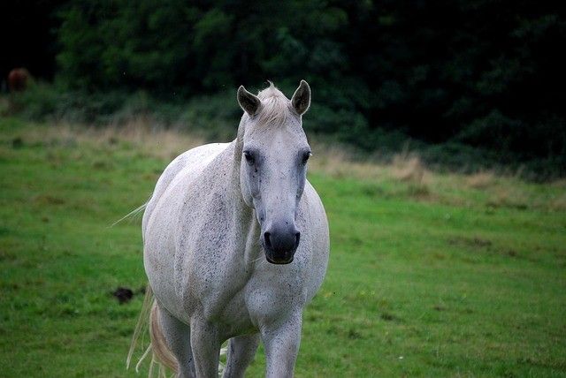 Ein weißes Pferd mit gesprenkeltem Fell steht auf einer grünen Wiese mit Bäumen im Hintergrund. Das Pferd hat eine schwarze Schnauze und weißen Schweif.