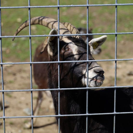 Livestock, Animal, Goat, Mammal, Dog, Pet, Kangaroo