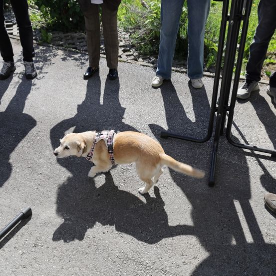 Ein Hund mit Geschirr geht auf einem Betonweg. Mehrere Personen stehen in der Nähe und Schatten werden auf den Boden geworfen.