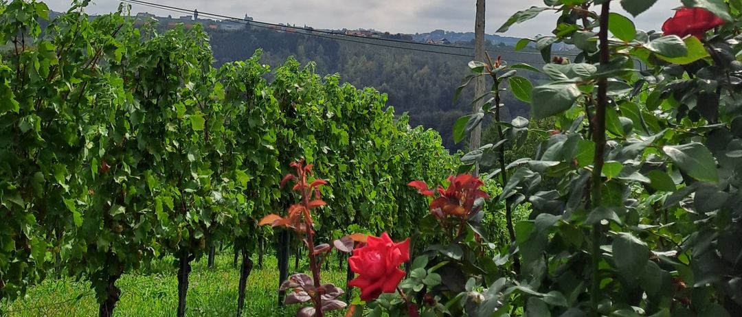 Ein Weinberg unter einem bewölkten Himmel, mit Reihen grüner Weinstöcke und einem roten Rosenbusch im Vordergrund.