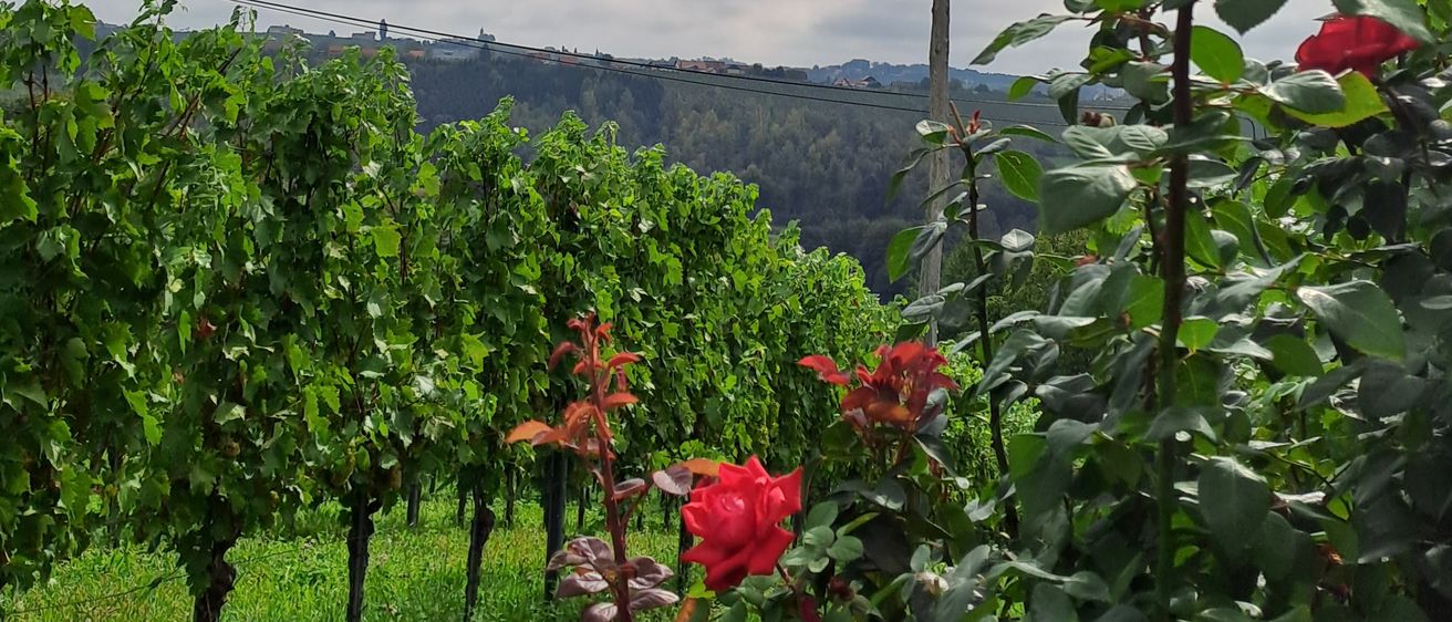 Ein Weinberg unter einem bewölkten Himmel, mit Reihen grüner Weinstöcke und einem roten Rosenbusch im Vordergrund.