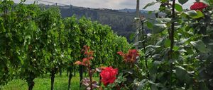 Ein Weinberg unter einem bewölkten Himmel, mit Reihen grüner Weinstöcke und einem roten Rosenbusch im Vordergrund.