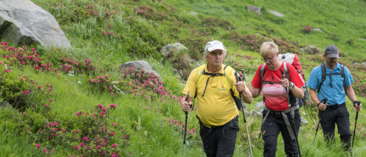 Drei Wanderer gehen auf einem grasbewachsenen Berghang und benutzen Trekkingstöcke. Einer trägt ein gelbes T-Shirt, ein anderer ein rotes und weißes T-Shirt, und der dritte ein blaues T-Shirt. Sie sind von rosa Blumen und Felsen umgeben.