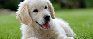 Bild enthält, Animal, Canine, Dog, Mammal, Pet, Puppy, White Dog, Golden Retriever