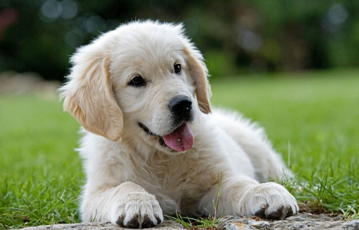 Bild enthält, Animal, Canine, Dog, Mammal, Pet, Puppy, White Dog, Golden Retriever
