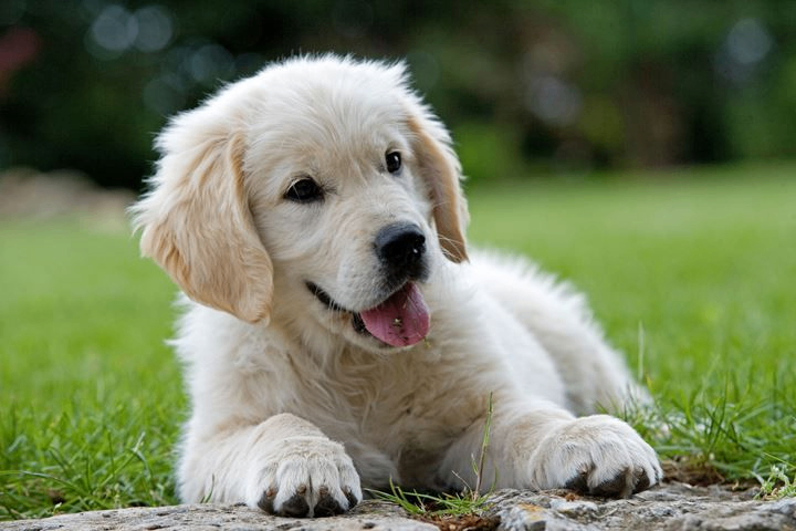 Bild enthält, Animal, Canine, Dog, Mammal, Pet, Puppy, White Dog, Golden Retriever