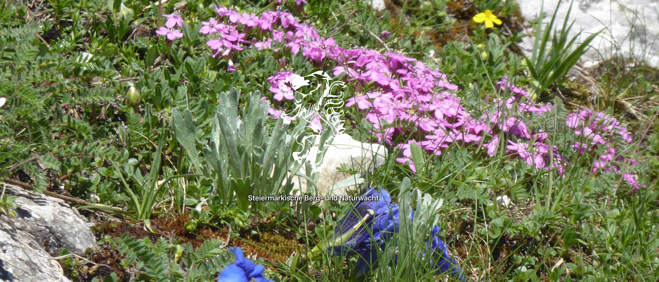 Bild enthält, Flower, Geranium, Plant, Petal, Purple, Vegetation, Anemone, Herbal, Herbs, Daisy