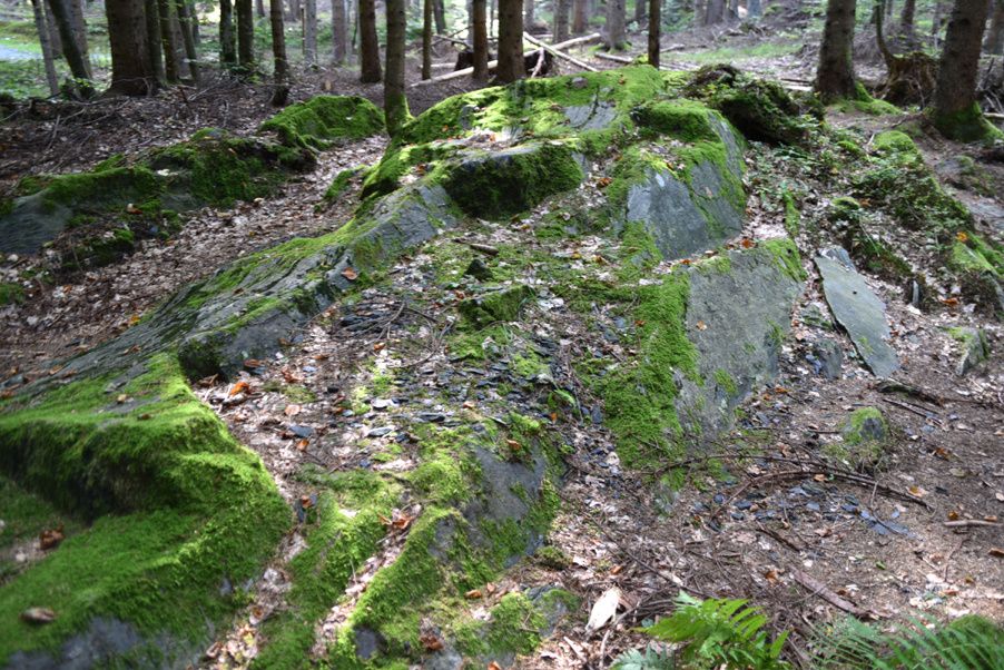 Ein Waldboden, der mit Moos und abgefallenen Blättern bedeckt ist, mit großen Felsen, die herum verstreut sind.