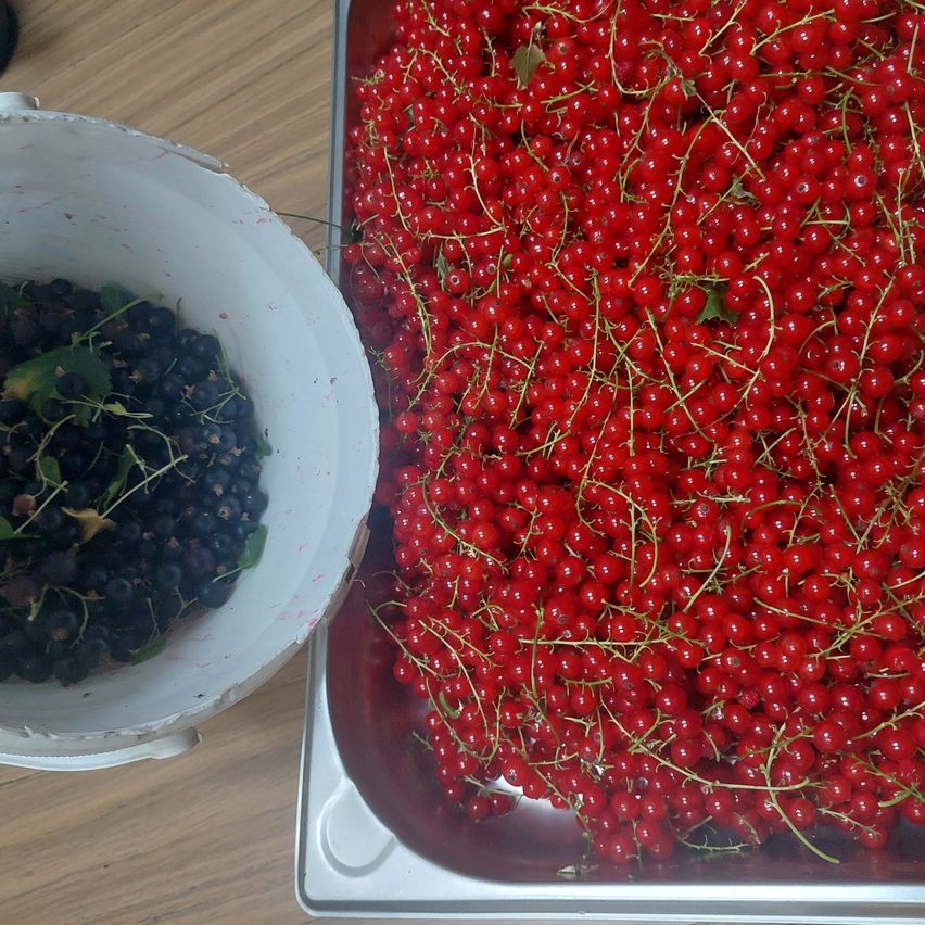 Ein weißer Behälter mit dunklen Beeren steht neben einer Schale mit roten Beeren auf einem Holztisch.