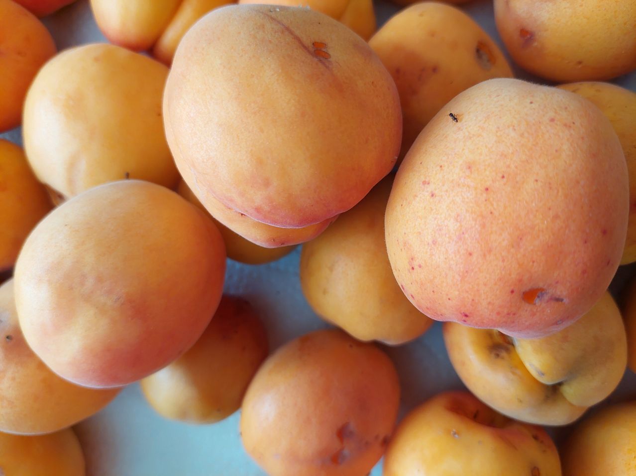Eine Nahaufnahme eines Haufens Aprikosen mit einem kleinen Insekt auf einer von ihnen. Die Aprikosen sind gelb mit einem rötlich-orangen Farbton.