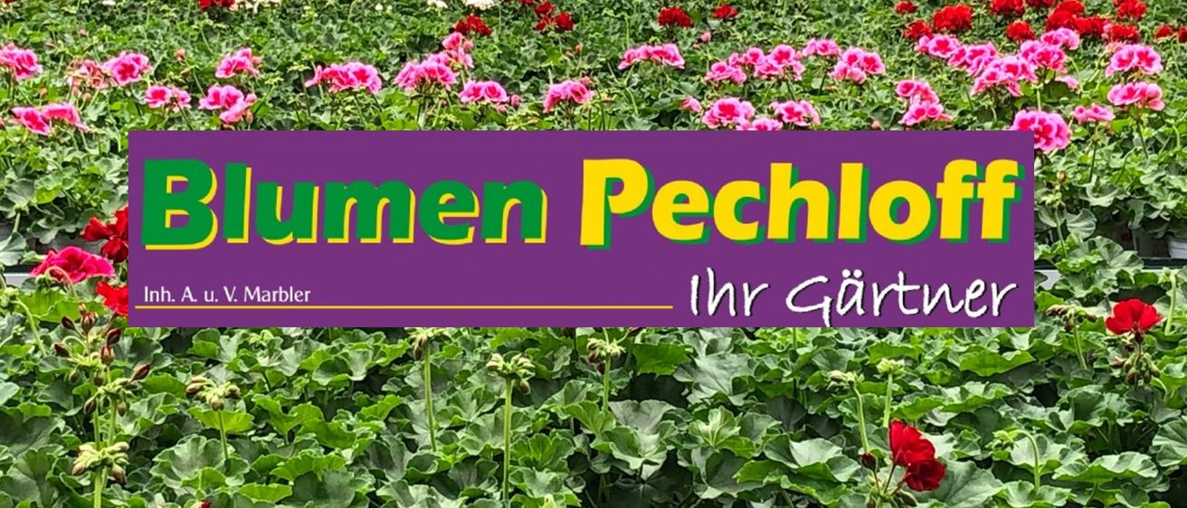 Bild enthält, Flower, Geranium, Garden, Nature, Outdoors, Gardening, Vegetation, Rose, Petal, Herbal