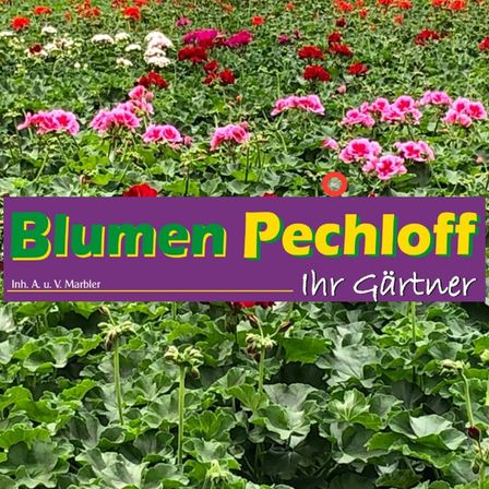 Bild enthält, Flower, Geranium, Garden, Nature, Outdoors, Gardening, Vegetation, Rose, Petal, Herbal