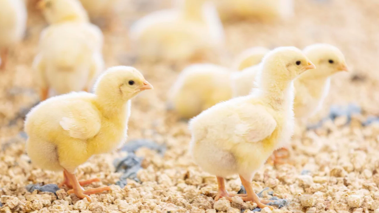 v1_migrated_image_36471105