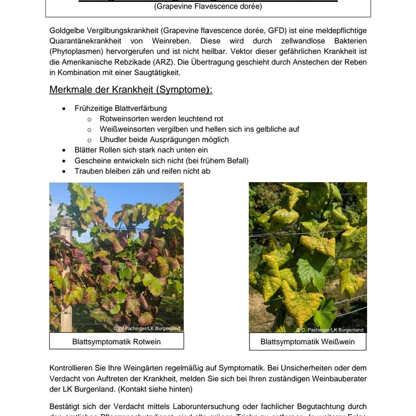 Goldgelbe Vergilbungskrankheit (Grapevine flavescence dorée, GFD) is a reportable quarantine disease of grapevines caused by plasmodial bacteria. The disease is not harmful and not treatable. The vector of this dangerous disease is the American Rebiticide (ARZ). The transmission occurs through insect bites in combination with a feeding period.