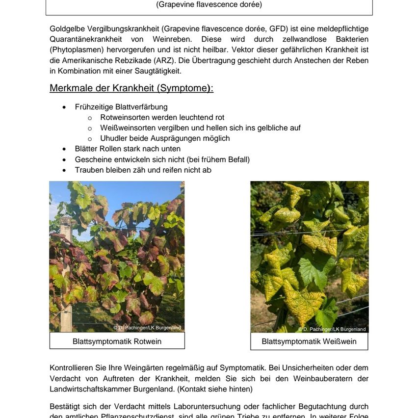 Early leaf discoloration, reddening of red wine varieties and yellowing of white varieties. Unpleasant smell and impossible budding. Leaves roll up. No scab development (early). Grapes remain numerous and ripen poorly.