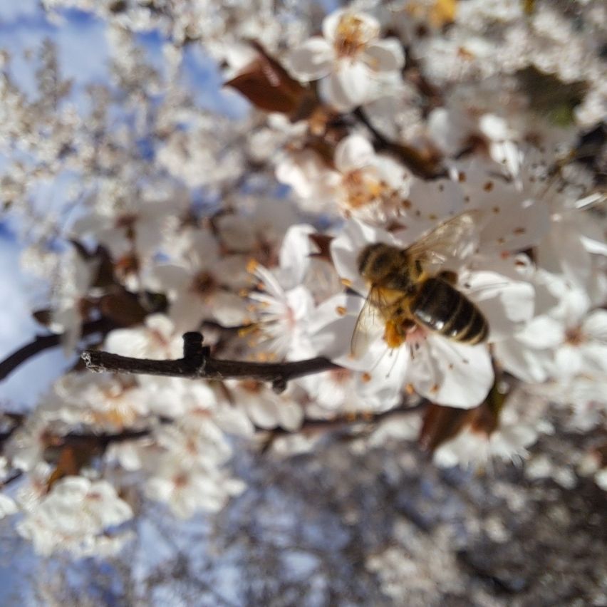 A bee is collecting nectar from a white flower on a tree branch. The background is a blue sky and more flowers.