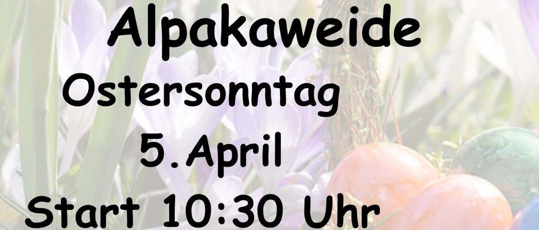 Alpakawiede Ostersonntag, 5. April, 10:30 Uhr, St. Ulrich am Waasen, Turnintal. Voranmeldung erforderlich, Tel: 0664 75 132 147.