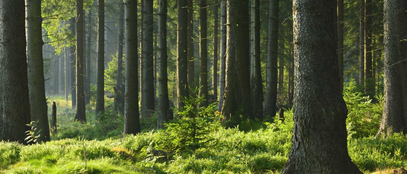 Bild enthält, Vegetation, Land, Nature, Outdoors, Tree, Woodland, Scenery, Grove, Sunlight, Landscape