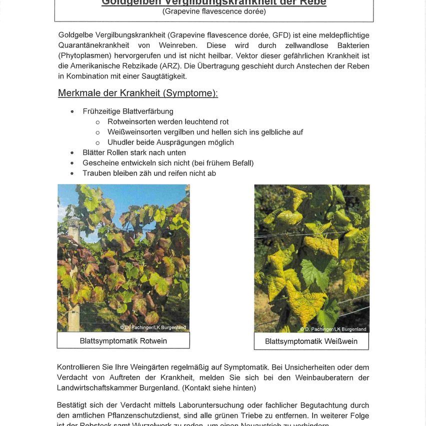 Golden yellow discoloration of grape leaves. Early leaf discoloration. Reddish-white spots on white grape varieties, yellowing on both sides of leaves. Uhudlers may develop white spots on both sides. Leaves roll up. No lesions. Grapes remain small and ripen slowly.