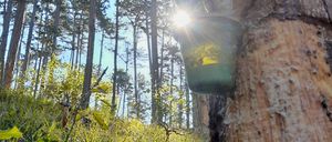 Bild enthält, Tree, Flare, Light, Vegetation, Sunlight, Land, Woodland, Tree Trunk, Grove, Jungle