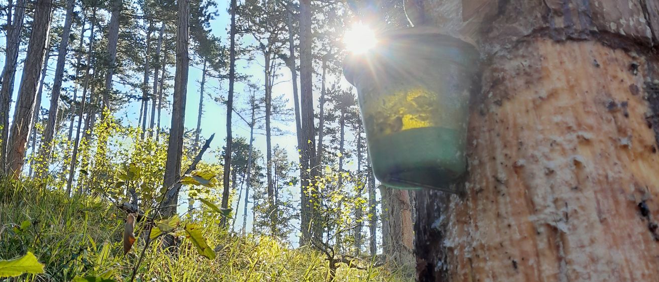 Bild enthält, Tree, Flare, Light, Vegetation, Sunlight, Land, Woodland, Tree Trunk, Grove, Jungle